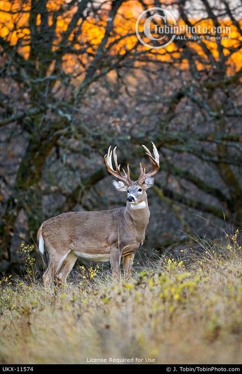 Whitetail Deer Photography, Big Whitetail Bucks, Deer Pics, Deer Images, Elk Pictures, Whitetail Deer Pictures, Hunting Photography, Whitetail Hunting, Deer Photography