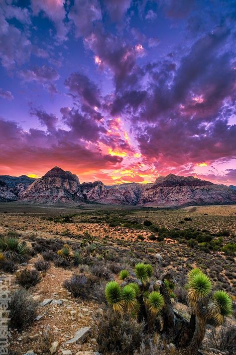 Red Rock Canyon, Nevada (Such a beautiful area for hiking and only 20 minutes outside of Las Vegas, NV) Mother Gaia, Red Rock Canyon, Vegas Vacation, Vegas Trip, Amazing Pictures, To Infinity And Beyond, In The Desert, Wild Life, Red Rock