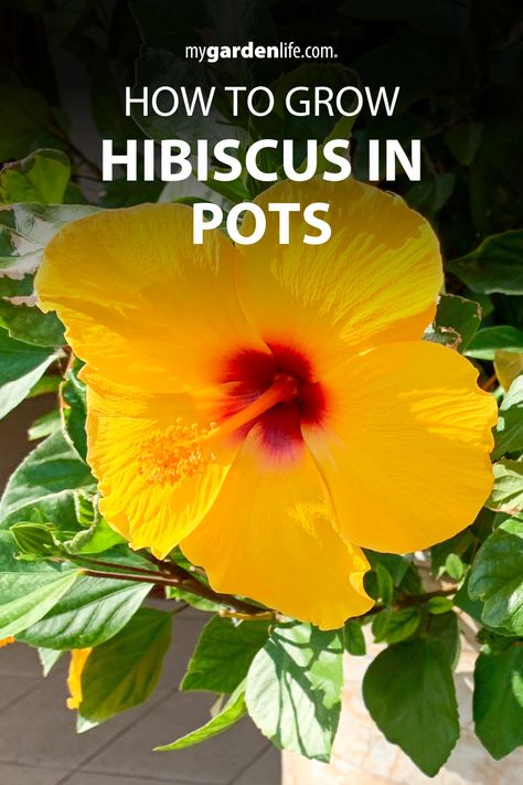 Transform your patio garden into a tropical paradise with stunning hibiscus in pots! Our article on how to grow hibiscus in pots provides expert tips on choosing the perfect container, creating the ideal environment, and keeping your tropical flowering plants flourishing all season long. Discover how easy it is to grow and enjoy these vibrant beauties in your own backyard. Find more tropical plant inspiration and container gardening tips at MyGardenLife.com! Hibiscus Plant Potted, Tropical Plants Outdoor In Pots, How To Grow Hibiscus, Growing Hibiscus In Pots, How To Grow Hibiscus Plant, Hibiscus Container Ideas, Potted Hibiscus Plant, Hibiscus Potting Ideas, Hibiscus Trees In Pots