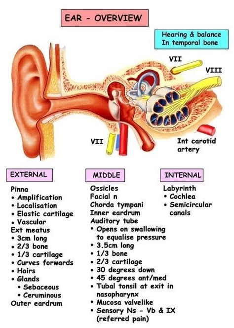 Anatomy Head, Ear Anatomy, Hearing Health, Human Body Anatomy, Medical School Studying, Nursing School Notes, Human Anatomy And Physiology, Medical Anatomy, Medical Coding