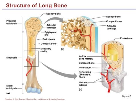 Anatomy Bones, Body Diagram, Basic Anatomy And Physiology, Anatomy Models, Musculoskeletal System, Human Body Anatomy, Nursing School Studying, Human Bones, Nursing School Tips