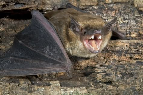 Big brown bat (Eptesicus fuscus). In a tree hole #Sponsored , #paid, #sponsored, #brown, #tree, #hole, #bat Bats In Attic, Big Brown Bat, Getting Rid Of Bats, Bat Species, Bat House, Fruit Bat, Horse Owner, Black Bat, Stray Cat