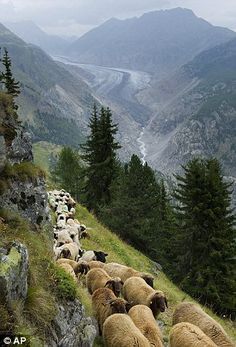 Hundreds of sheep being gathered in the Alpine of Switzerland for the annual shepherds' weekend festival Swiss Village, Sheep Head, Weekend Festival, Pet Projects, Counting Sheep, Sheep Farm, Sheep And Lamb, The Good Shepherd, Living Life