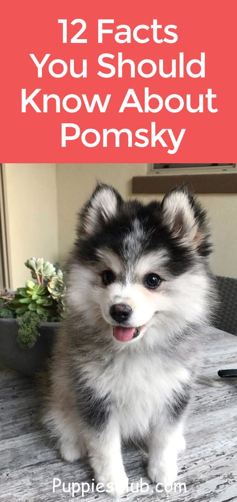 Pomsky Puppy Full Grown, Pomeranian Husky Pomsky, Pomsky Haircut, Pomskies Puppies, Pomsky Full Grown, Teacup Pomsky, Facts About Dogs, Batman Dog, Puppy Husky