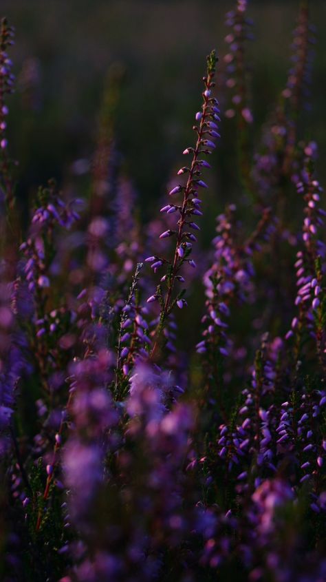 Heather Wallpaper, Heather Aesthetic, Heather Core, Heather Purple Aesthetic, Purple And Brown Aesthetic, Heather Flower Aesthetic, Heathers Flower, Vervain Aesthetic, Purple Heather Flower