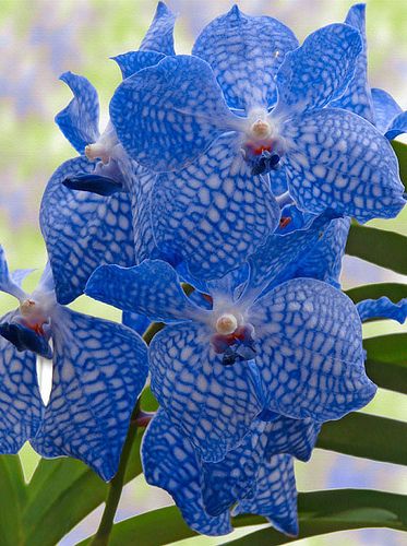 Vanda Orchids, Blue Orchids, Unusual Flowers, Beautiful Orchids, Deco Floral, Unique Flowers, Orchid Flower, Exotic Flowers, Flower Beauty