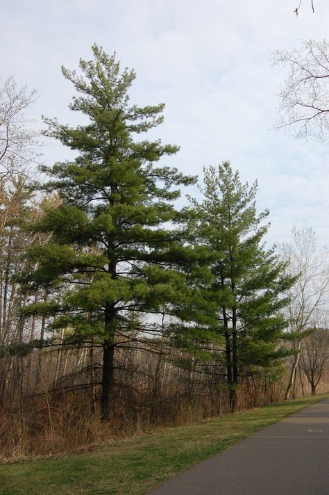 Eastern White Pine Identification | Growth rate slow, becoming faster to 50-80' tall and 20-40' wide ... Pinus Strobus, Tree Types, Iridescent Summer, White Pine Tree, Tree Identification, Eastern White Pine, Watercolor Pictures, Tree Images, Pine Branch