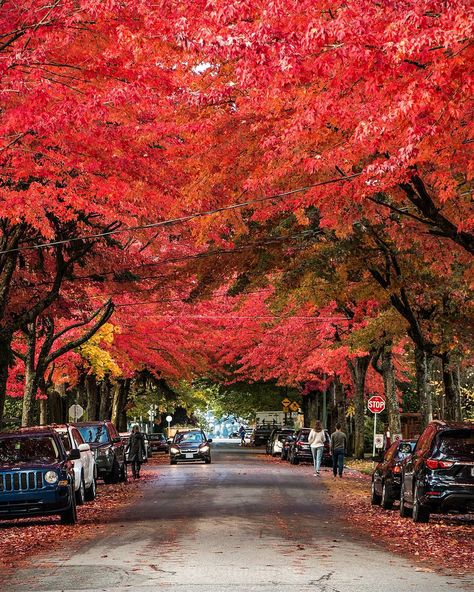 I Saw Red . Vancouver every day I love her just a little bit more a little bit more a little bit more. Our streets are bursting with the colours of Autumn right now amd it's damn beautiful. Looking north under this canopy of red you can see Dundarave in West Vancouver in the distance. Captured yesterday afternoon in the gorgeous #Kitsilano neighbourhood in Vancouver British Columbia Canada October 20 2017 . . . . . #Vancouver @Vancouver_Canada #VeryVancouver #VisitaVancouver #CuriocityVan #Vanci Canada Streets, Vancouver Neighborhoods, Vancouver Photos, Vancouver Bc Canada, West Vancouver, Tourist Sites, Coastal Lifestyle, Explore Canada, Vancouver British Columbia