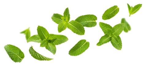 Fresh mint leaves, peppermint foliage isolated on white background Premium Photo | Free Photo #Freepik #photo #freebackground #freehealth #freeleaves #freetea Mint Herb, Mint Drink, Growing Mint, Leaves Falling, Peppermint Leaves, Free Tea, Green Screen Backgrounds, Fresh Mint Leaves, Art Calligraphy