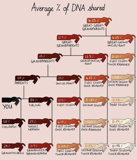 Mona Chalabi, Family Relationship Chart, Cousin Marriage, Genealogy Quotes, Family History Organization, Family History Projects, Genealogy Help, Family Tree Research, Ancestry Family Tree