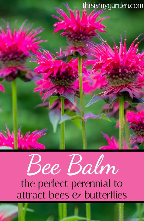 Perennial Pollinator Garden, Bee Balm Plant Perennials, Monarda Bee Balm, Butterfly Plants Perennials, Bee Garden Ideas, Beebalm Flowers, Butterfly Garden Ideas, Pollinators Garden, Bee Balm Plant