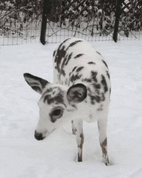 Piebald Deer, Soul Friends, Puppies Cutest, Cute Animals Puppies, Funny Pets, Cuddly Animals, Animals Funny, Cutest Animals, Pretty Animals