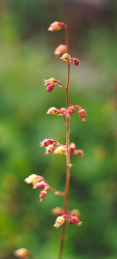 Heuchera americana, American Alumroot at Toadshade Wildflower Farm Heuchera Americana, Diy Landscaping, Tall Plants, Seed Packets, Geraniums, Garden Plants, Perennials, Wild Flowers, Seeds