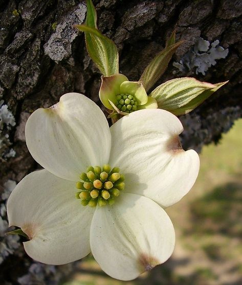 Dogwood tree flower Dogwood Tree Tattoo, Dogwood Tattoo, Dogwood Blooms, Tattoo Tree, Dogwood Tree, Dogwood Blossoms, Dogwood Trees, Dogwood Flowers, Airbrush Art