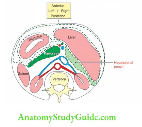 Abdominal Cavity And Peritoneum Abdominal Cavity, Anatomy Study, Cavities, Study Guide, Anatomy