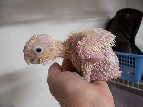 Goffin Cockatoo at 1 month old  One of my favorite pictures of a baby Goffin's.   I've got 2 of these lovelies! Goffin Cockatoo, Baby Birds, African Grey Parrot, Baby Bird, Big Bird, Cute Birds, Wild Life, 1 Month, Animals Friends