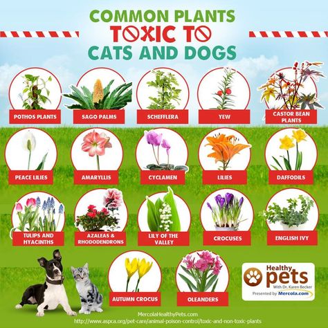 Toxic plants to cats and dogs Plants Toxic To Dogs, Garden Mums, Common Garden Plants, Toxic Plants For Cats, Cat Safe Plants, Poisonous Plants, Pothos Plant, Healthy Pets, Pet Hacks