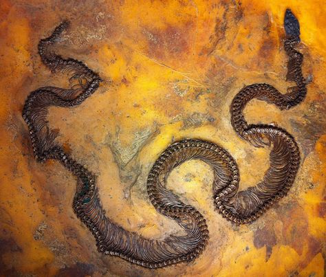 47 million year old Boa snake from the Messel Pit Fossil Site - Senckenberg museum, Frankfurt, Germany. | Photo by Paul Williams, via Flickr. www.IronAmmonitePhotography.com Paul Williams, Fossil Bones, Rocks And Fossils, Ancient Animals, Extinct Animals, Dinosaur Fossils, Prehistoric Creatures, Charles Darwin, Food Chain