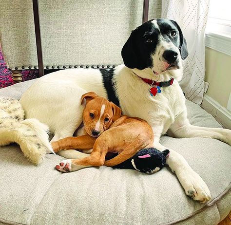 5 Tips for Introducing a New Puppy to your Dog - Whole Dog Journal Dog Journal, Babysitting Jobs, The Resident, Older Dogs, Pet Hacks, Two Dogs, Beloved Dog, Old Dogs, Little Puppies