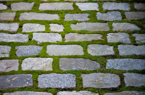 Granite Belgian Block with moss in between for garden path Paving Ideas, Brick Walkway, Driveway Design, Driveway Landscaping, Garden Shrubs, Stone Path, New England Homes, Landscape Features, Paver Patio