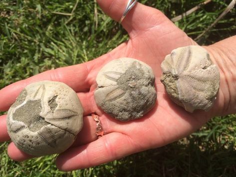 These lovely sea biscuits come from Sea Urchins, which when alive are covered with movable spines providing mobility and protection. Sea Biscuits, Sea Biscuit Crafts, Sea Biscuit, Shell Fossil, Beach Fossils, Shelling In Myrtle Beach, Turtle Sanctuary, Outer Banks North Carolina Vacation, Lake Erie Rocks And Fossils