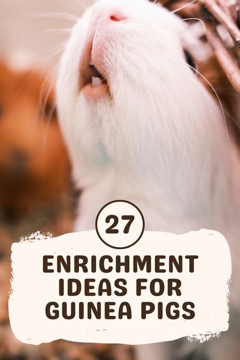 Guinea Pig Cage Ideas Aesthetic, Guinea Pig Enrichment Ideas, Guinea Pig Diy Toys, Guinea Pig Activities, Guinea Pig Toys Diy Homemade, Guinea Pig Ideas, Guinea Pig Cage Ideas Diy, Cute Guinea Pig Cage Ideas, Guinea Pigs Cage Ideas