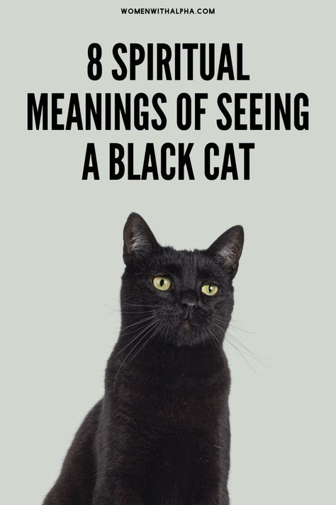 8 Spiritual Meanings of Seeing a Black Cat Black Cat Spiritual, Cat Spiritual Meaning, Black Cat Meaning, Black Cat Good Luck, Cat Symbolism, Black Cat Superstition, A Black Cat, Spiritual Meaning, Animal Totems