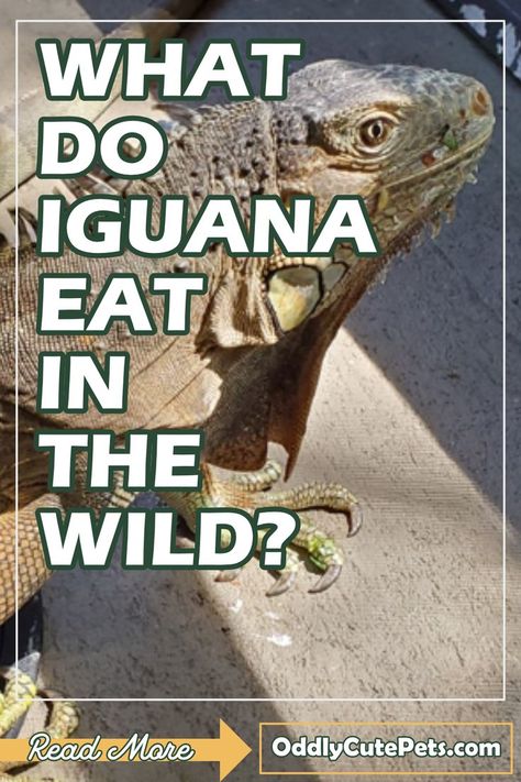 Learn what Iguanas eat in the wild for each different species of Iguana and more diet information. [Diet Details] Iguana Food, Marine Iguana, Large Lizards, Green Iguana, Different Species, Rocky Shore, Sonoran Desert, Galapagos Islands, Desert Plants