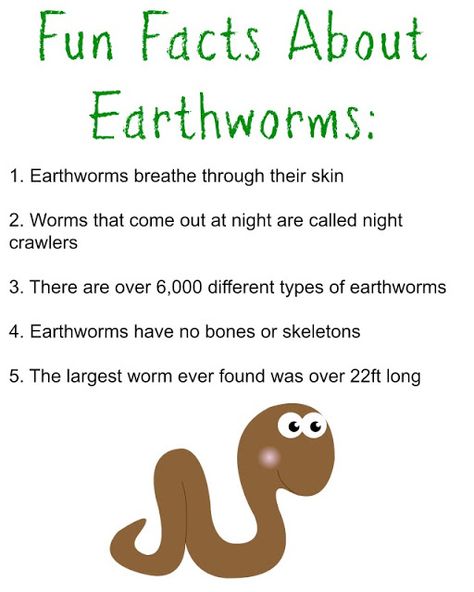 Fun Facts About Earthworms.  Printable Worksheet for Kids. Worms Preschool, Bugs Preschool, Fun Facts For Kids, Worksheet For Kids, Kids Worksheets Printables, Spring Preschool, Facts For Kids, Earthworms, Preschool Science