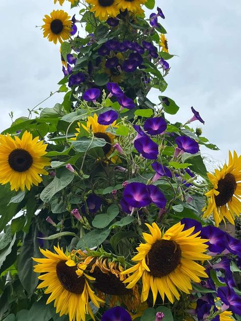 Carport Fence, Privacy Landscaping Front Yard, Potted Sunflowers, Goth Garden, Virtual Flowers, Starting A Vegetable Garden, Sloped Garden, Sunflower Garden, Garden Terrarium