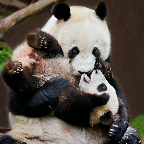 SQUEALING WITH DELIGHT Mother Love, Panda Bears, Panda Love, San Diego Zoo, Giant Panda, Baby Panda, Cute Bear, Cute Panda, Animal Planet