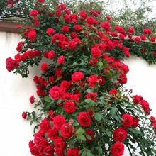 50 Red Rose Tree Seeds,gorgeous bright-colored, DIY Home Garden Potted ,Balcony & Yard Flower Plant Free Shipping(China (Mainland)) Red Climbing Roses, Flower Garden Decorations, Garden Flowers Perennials, Rose Tree, Bonsai Flower, Climbing Rose, Rose Seeds, Rose Trees, Growing Roses