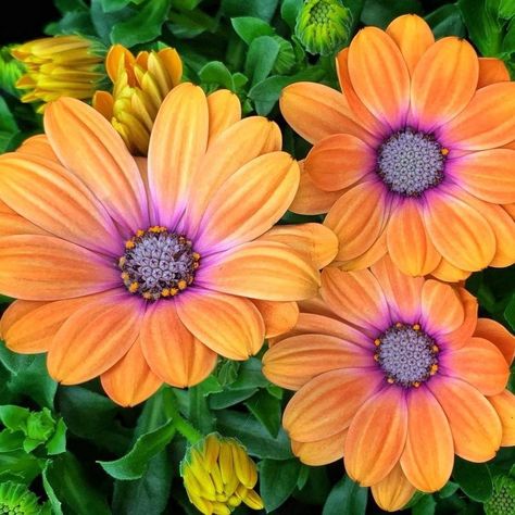 Cape Daisy, African Daisies, South African Flowers, African Flowers, Daisy Flowers, Daisy Flower, South African, Cape, Daisy