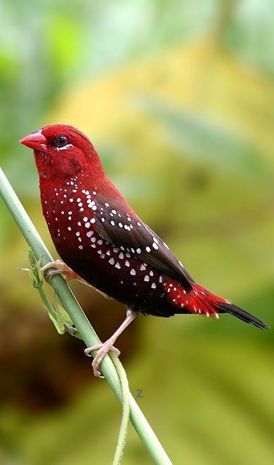 Red Avadavat--Red Avadavat or "Strawberry Finch" is a sparrow-sized #bird of the family Estrildidae. This Asian native is found in open fields and grasslands and is popular as a cage bird due to the beautiful coloration of males during breeding season.  They feed mainly on grass seeds but also eat insects when available. Strawberry Finch, Most Beautiful Birds, Most Beautiful Animals, Nature Birds, Bird Pictures, Exotic Birds, Pretty Birds, Colorful Birds, Cute Birds