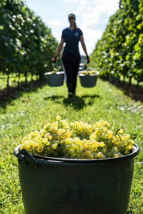 Grape Picking Photography, Grape Harvest Photography, Grape Picking, Vineyard Photography, Grape Vineyard, Prosecco Wine, Grape Harvest, Hydroponic Farming, Wine Vineyards