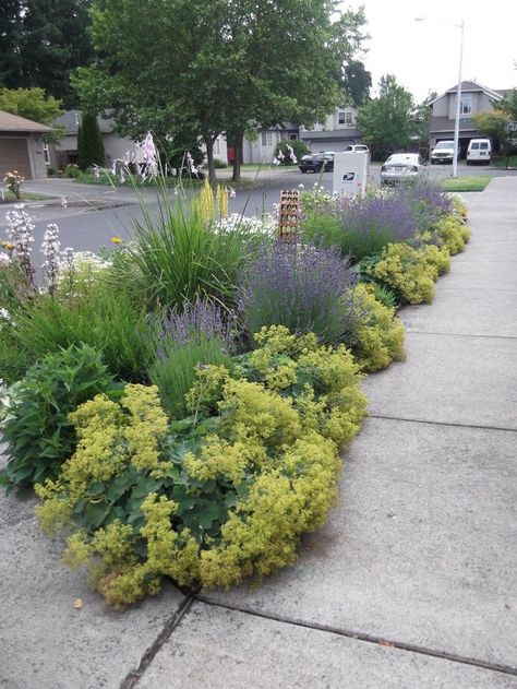 Parking strip garden  http://photos.oregonlive.com/oregonian/2012/08/margiebuttszip.html Strip Garden, Front Garden Design Ideas, Sidewalk Garden, Sidewalk Landscaping, Lawn Alternatives, Ornamental Grass, Front Garden Design, Rock Garden Landscaping, Garden Design Ideas