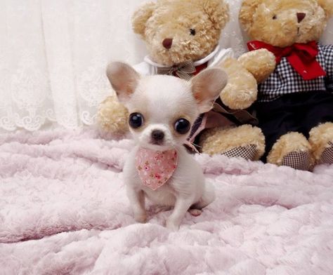 Chihuahua puppy Sassy Chihuahua, Psy Chihuahua, Teacup Chihuahua Puppies, Baby Chihuahua, Chihuahua Puppies For Sale, Teacup Chihuahua, Tiny Puppies, Cute Chihuahua, Chihuahua Love