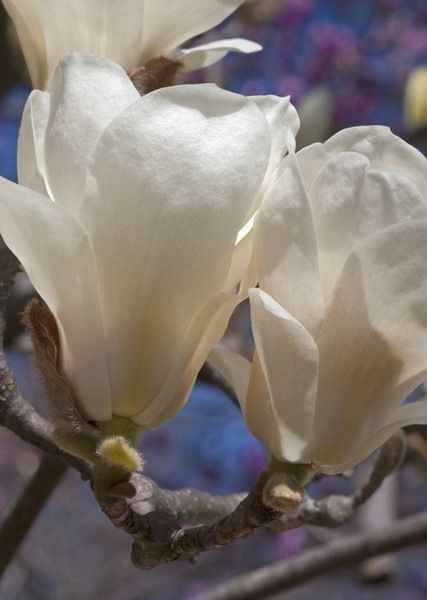 Yulan Magnolia, Magnolia Denudata, White Flowering Trees, Life Ideas, Deciduous Trees, Flowering Trees, Summer Fruit, White Flowers, Magnolia