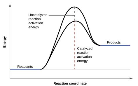 The reaction rate or rate of reaction is the speed at which reactants are converted into products. Energy Activities, Chemical Reactions, Chemistry, Quick Saves