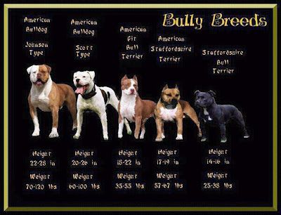 Types of Bully Breeds | ... there three specific types of bully breed that i m going to focus on Johnson American Bulldog, Mini Bulldog, American Bull, Bully Breeds Dogs, Breeds Of Dogs, American Pitbull, Bully Dog, Pit Bull Love, Types Of Dogs