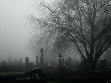 Scenery Photography, Bare Tree, Misty Forest, Gothic Aesthetic, Divine Light, Witch Aesthetic, Dark Photography, White Aesthetic, Graveyard