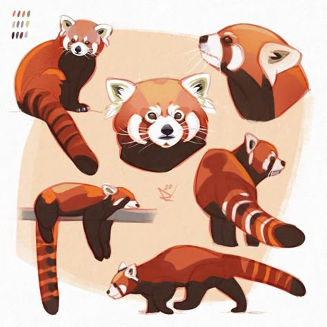 Red Panda Cartoon, Panda Sketch, Red Panda Cute, 3d Tiskárna, Panda Painting, Panda Illustration, Panda Drawing, Posca Marker, Red Pandas