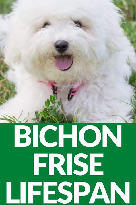 Bishon Dogs, Bichon Frise Haircut Styles, Teacup Bichon Frise, Bichon Frise Rescue, Poochon Dog, Bichon Poodle Mix, White Dog Breeds, Bichon Poodle, Bichon Dog