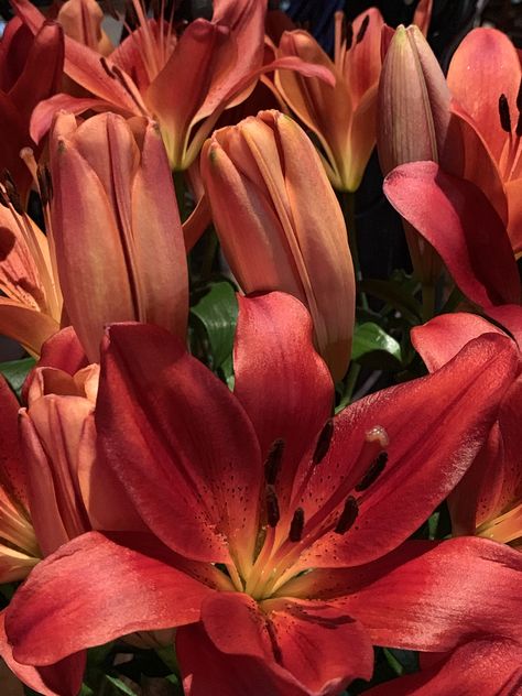 Lilies Aesthetic, Love Lily, Boquette Flowers, Flowery Wallpaper, Nothing But Flowers, Flower Therapy, Big Flowers, Plant Mom, Little Flowers