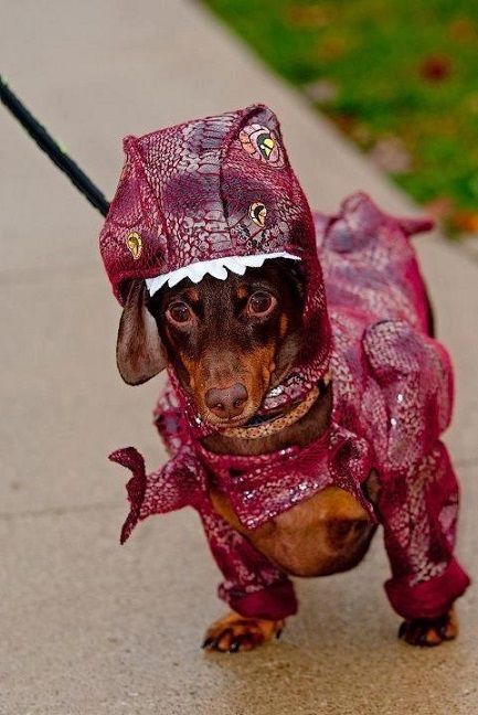 50 Divertidos disfraces de Halloween para tu perro Dachshund Costume, Arte Dachshund, Costumes Funny, Doxie Dogs, Pet Halloween Costumes, Funny Costumes, Weenie Dogs, Dog Halloween Costumes, Dachshund Lovers