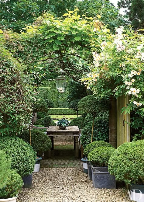 Evergreen Vines, Patio Pergola, Garden Vines, Have Inspiration, The Secret Garden, Creative Gardening, Pergola Patio, Garden Cottage, Country Gardening