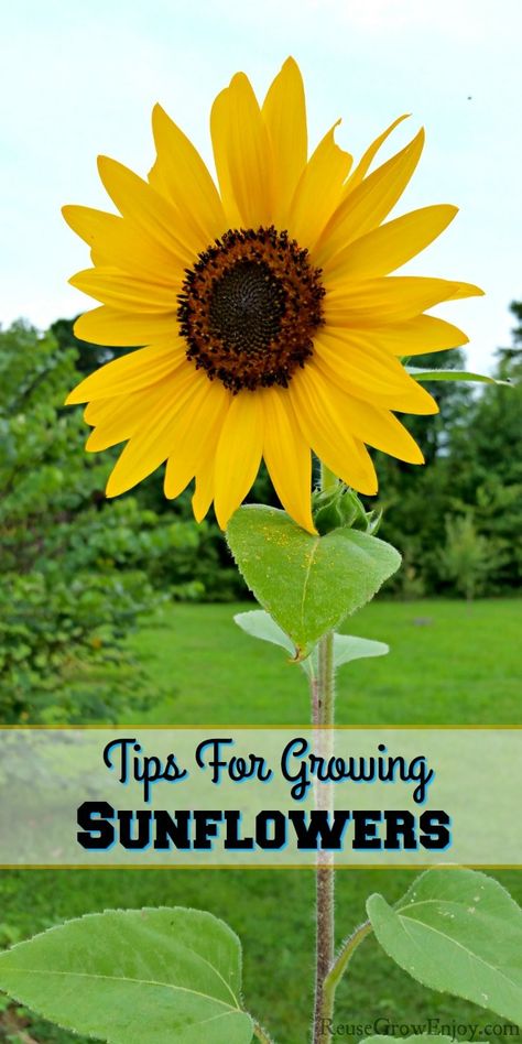 Whether you are growing sunflowers for their beauty or to harvest the seeds, knowing a few tips can help. I am going to go over a few tips for growing sunflowers as well as some of the types and uses of them. Sunflower Care Tips, Growing Sunflowers In Pots, Sunflower Patch Garden, How To Plant Sunflower Seeds, Sunflower Planting Tips, Sunflower Farming, Growing Sunflowers From Seed, Sunflower In A Pot, Sunflower Growing