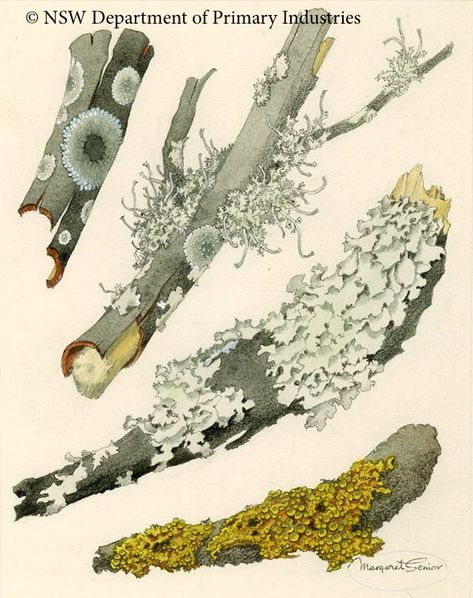 Moss And Lichen, Nature Illustrations, Lichen Moss, Science Illustration, Illustration Botanique, Have Inspiration, Arte Sketchbook, Scientific Illustration, Botanical Illustrations