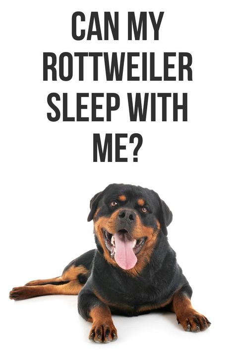 This post will show you if you should let your Rottweiler sleep with you. Rottweiler Quotes, Rottweiler Facts, Rottweiler Training, Rottweiler Funny, Funny German Shepherd, Dog Behaviorist, Long Haired Dogs, Dog Tips, Dog Facts