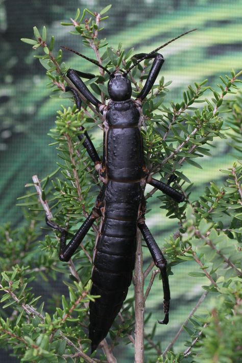 A Stick Insect. A Tree Lobster. Whatever You Call It, It’s Not Extinct. - The New York Times Cairns Queensland, Stick Insect, Australia Tourism, Australia Vacation, Temperate Rainforest, Airlie Beach, Arthropods, A Bug, Animal Species